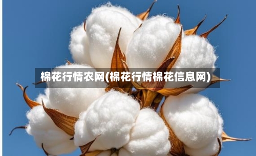 棉花行情农网(棉花行情棉花信息网)
