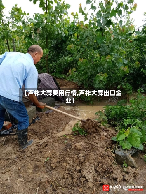 【芦柞大蒜费用行情,芦柞大蒜出口企业】