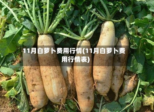 11月白萝卜费用行情(11月白萝卜费用行情表)