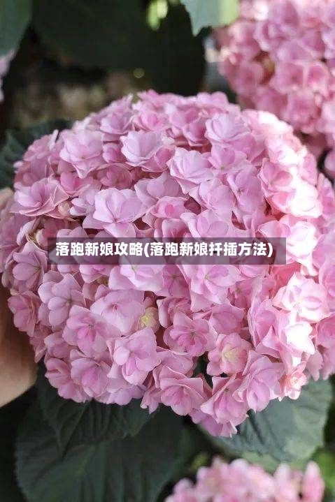 落跑新娘攻略(落跑新娘扦插方法)