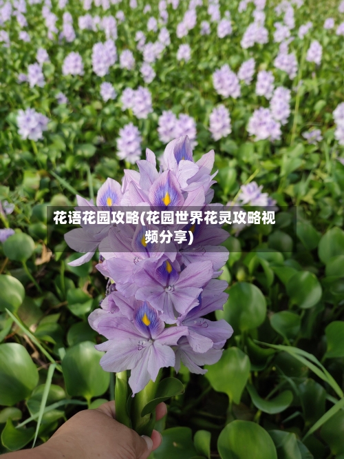 花语花园攻略(花园世界花灵攻略视频分享)-第2张图片