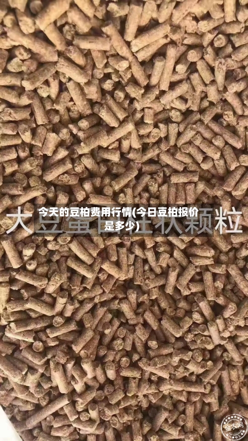 今天的豆柏费用行情(今日豆柏报价是多少)