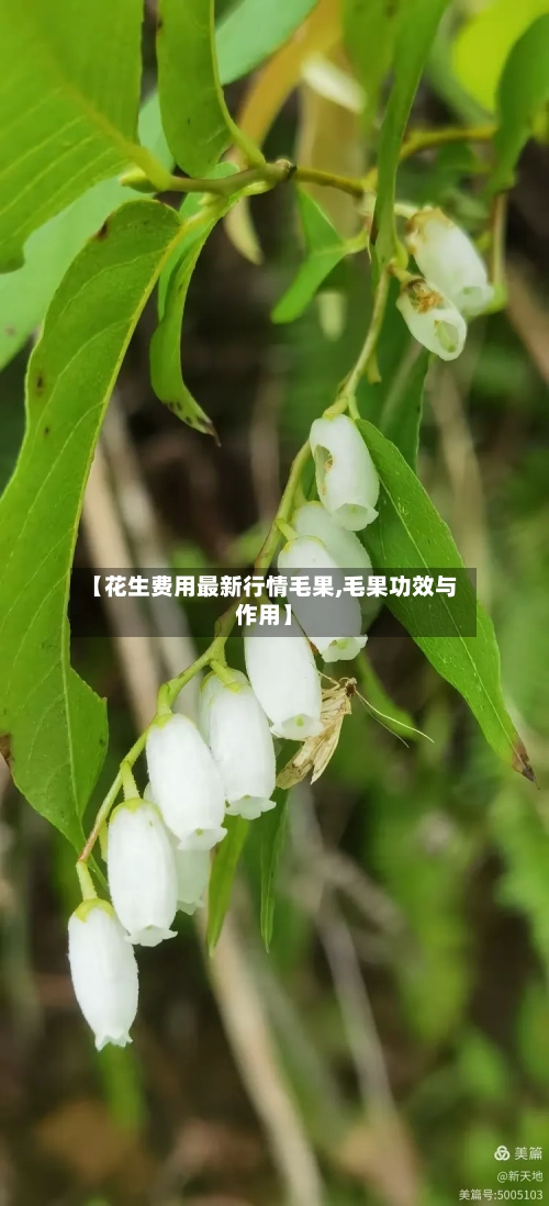 【花生费用最新行情毛果,毛果功效与作用】