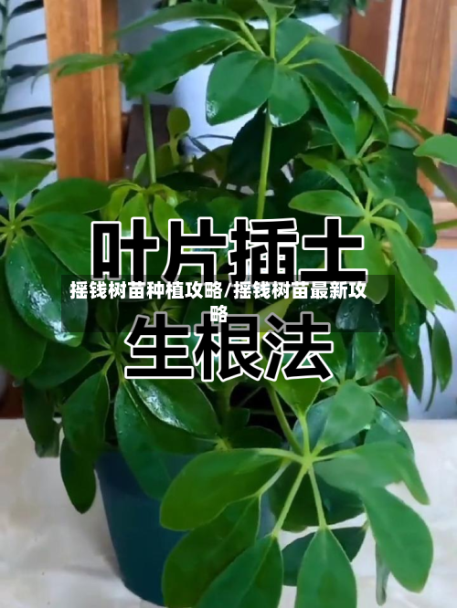 摇钱树苗种植攻略/摇钱树苗最新攻略-第2张图片