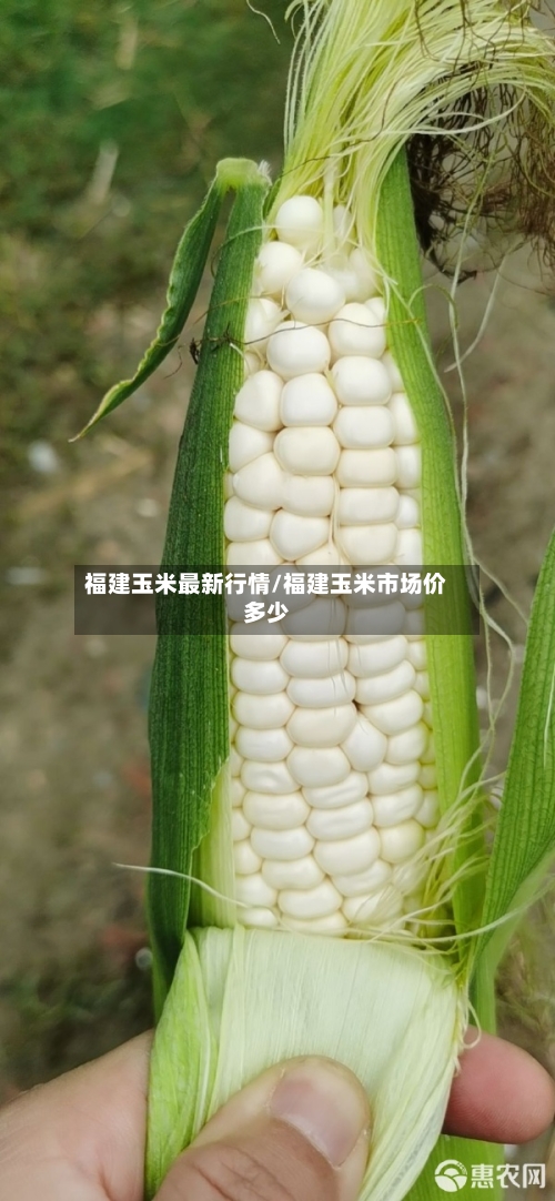 福建玉米最新行情/福建玉米市场价多少