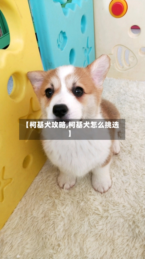 【柯基犬攻略,柯基犬怎么挑选】