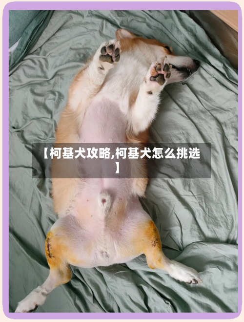 【柯基犬攻略,柯基犬怎么挑选】-第2张图片