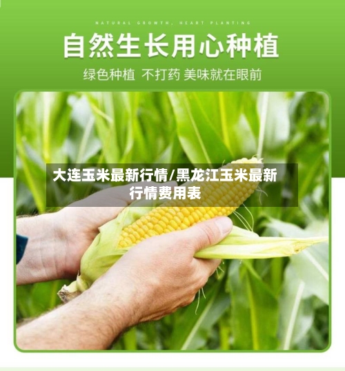 大连玉米最新行情/黑龙江玉米最新行情费用表
