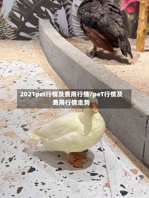 2021pet行情及费用行情/peT行情及费用行情走势-第2张图片