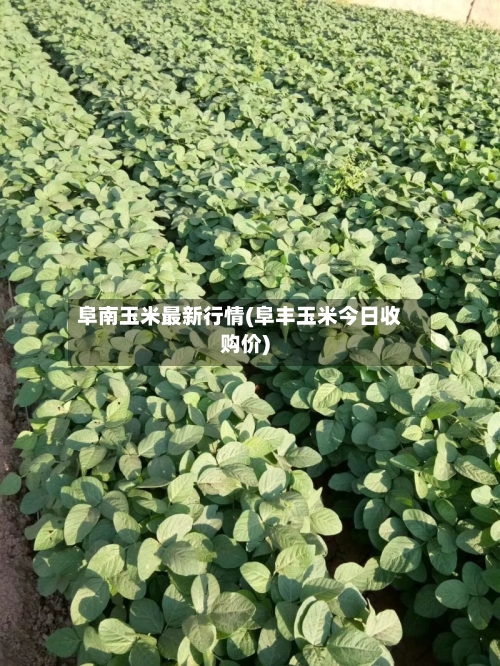 阜南玉米最新行情(阜丰玉米今日收购价)