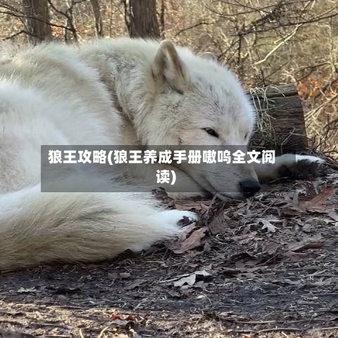 狼王攻略(狼王养成手册嗷呜全文阅读)