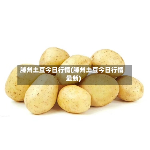 滕州土豆今日行情(滕州土豆今日行情最新)-第2张图片