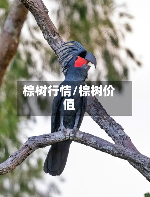 棕树行情/棕树价值