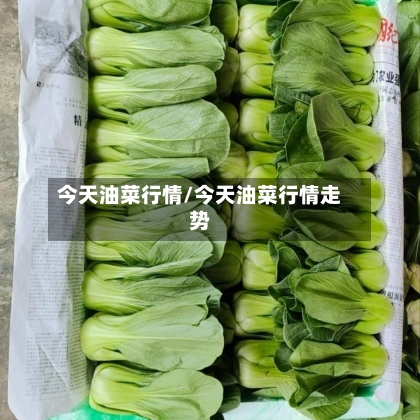 今天油菜行情/今天油菜行情走势-第2张图片