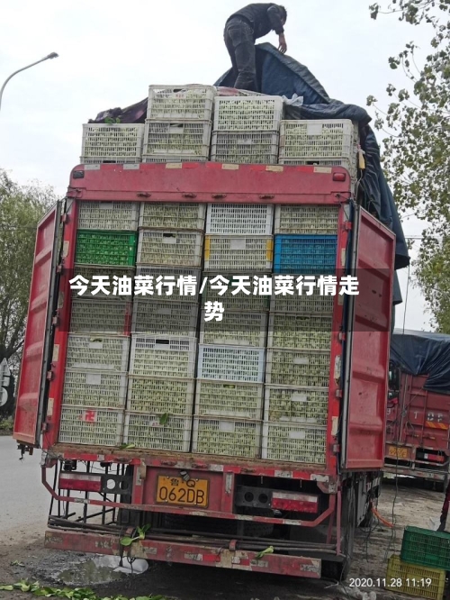 今天油菜行情/今天油菜行情走势-第3张图片