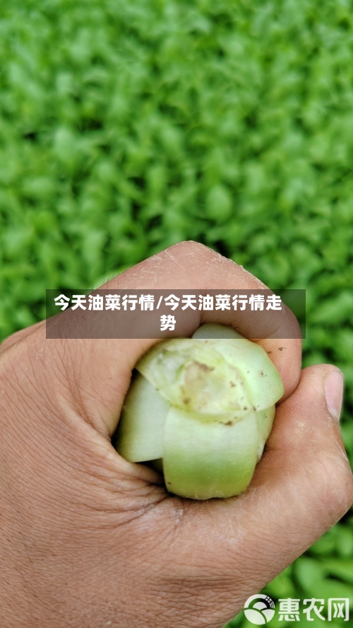 今天油菜行情/今天油菜行情走势
