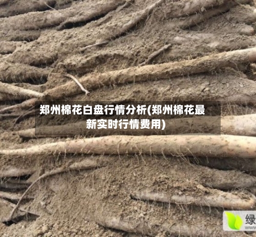 郑州棉花白盘行情分析(郑州棉花最新实时行情费用)-第2张图片