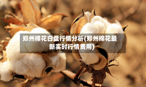 郑州棉花白盘行情分析(郑州棉花最新实时行情费用)