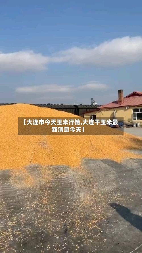 【大连市今天玉米行情,大连干玉米最新消息今天】