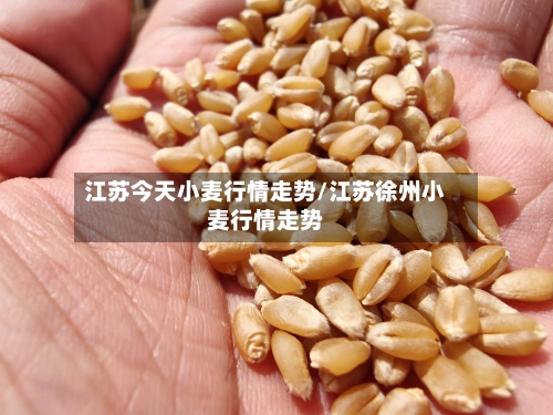 江苏今天小麦行情走势/江苏徐州小麦行情走势