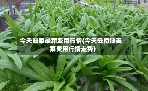 今天油菜最新费用行情(今天云南油麦菜费用行情走势)-第3张图片