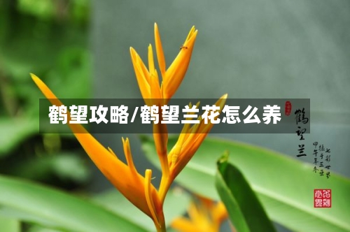 鹤望攻略/鹤望兰花怎么养-第2张图片