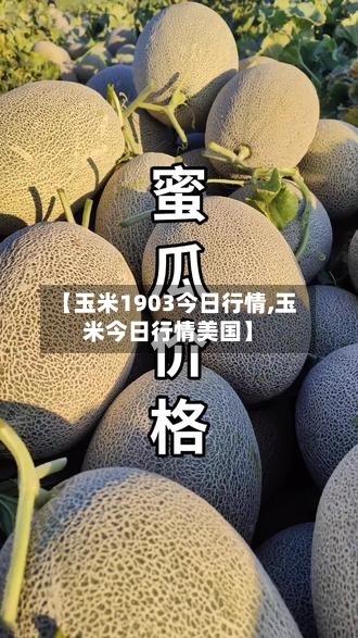 【玉米1903今日行情,玉米今日行情美国】-第2张图片