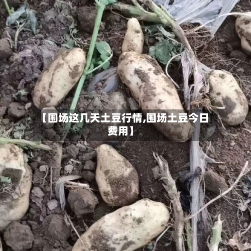 【围场这几天土豆行情,围场土豆今日费用】-第2张图片