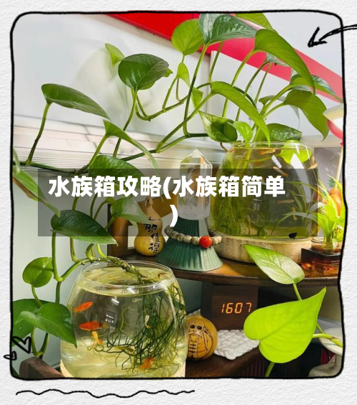 水族箱攻略(水族箱简单)