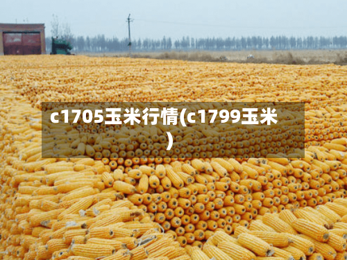 c1705玉米行情(c1799玉米)
