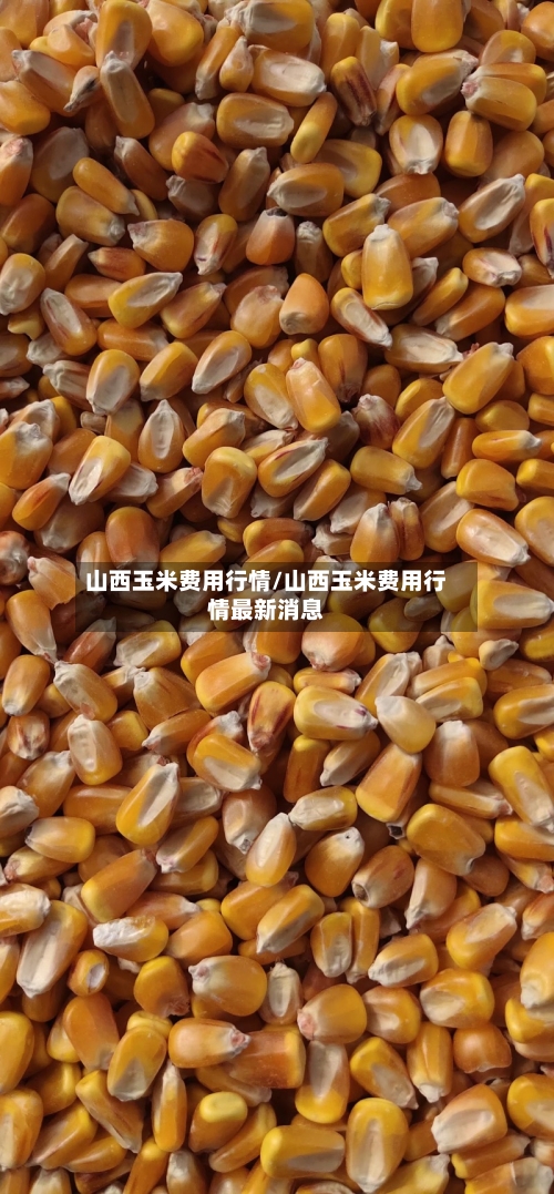 山西玉米费用行情/山西玉米费用行情最新消息-第2张图片