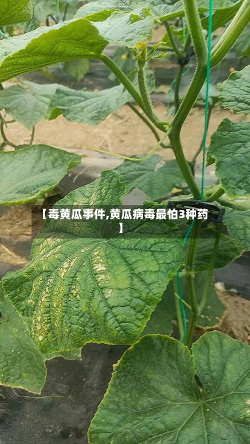 【毒黄瓜事件,黄瓜病毒最怕3种药】-第2张图片