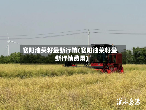 襄阳油菜籽最新行情(襄阳油菜籽最新行情费用)