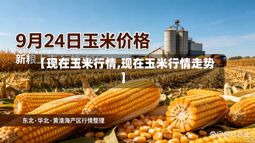 【现在玉米行情,现在玉米行情走势】-第2张图片