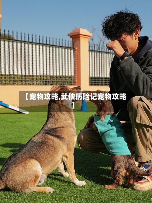 【宠物攻略,武侠历险记宠物攻略】-第3张图片