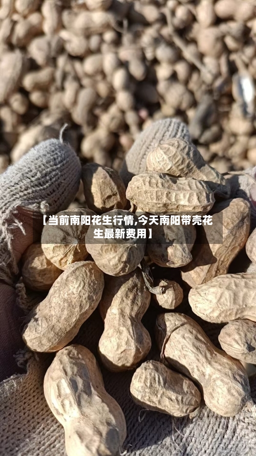【当前南阳花生行情,今天南阳带壳花生最新费用】