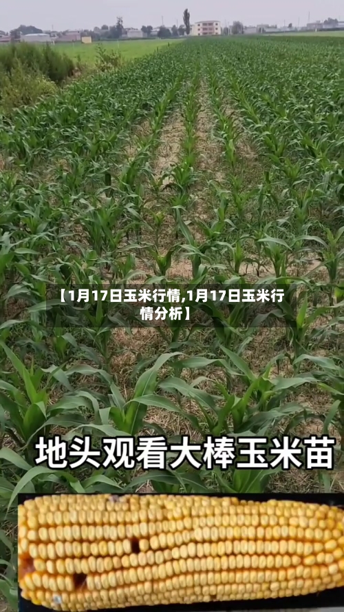【1月17日玉米行情,1月17日玉米行情分析】-第2张图片