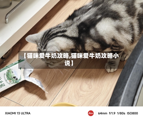 【猫咪爱牛奶攻略,猫咪爱牛奶攻略小说】