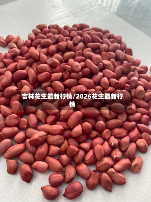 吉林花生最新行情/2026花生最新行情-第2张图片