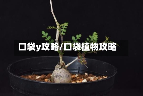 口袋y攻略/口袋植物攻略