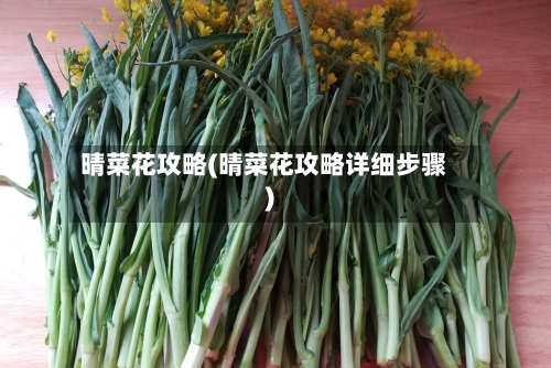 晴菜花攻略(晴菜花攻略详细步骤)-第2张图片