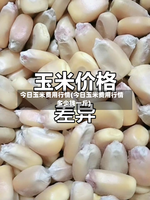 今日玉米费用行情(今日玉米费用行情多少钱一斤)