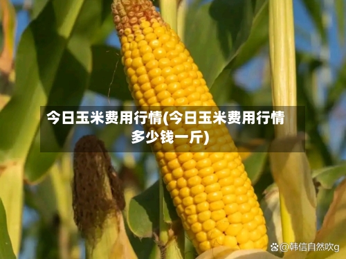 今日玉米费用行情(今日玉米费用行情多少钱一斤)-第2张图片