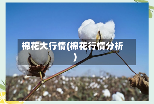 棉花大行情(棉花行情分析)-第2张图片