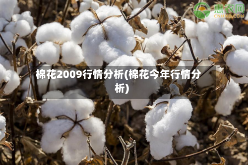 棉花2009行情分析(棉花今年行情分析)-第2张图片