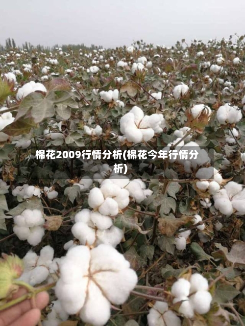棉花2009行情分析(棉花今年行情分析)-第3张图片